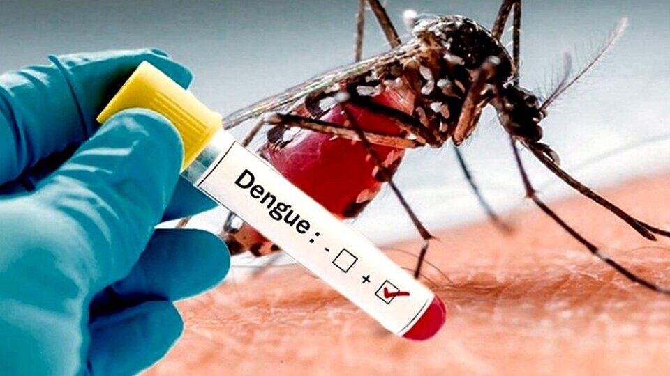 dengue mayo